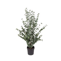 9204110 Konstväxt Eucalyptus 110cm
