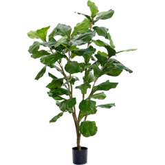 7158120 Mr Plant FiolFikus 120cm