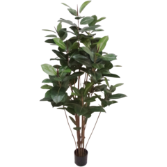 7410180 Mr Plant Fikus Robusta 180cm