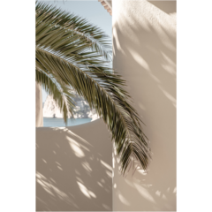 VD60008 Poster Palmleaf