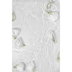 VD60013 Poster White Roses