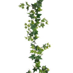 P612290 MR Plant Konstväxt Murgröna