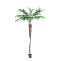 P7390240 Konstväxt Phoenix Palm 240cm