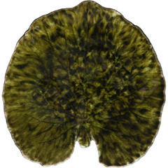 CON07 Tallrik Näckrosblad Riviera