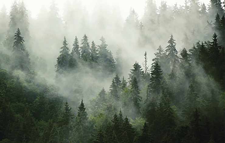Dimma över en skog.